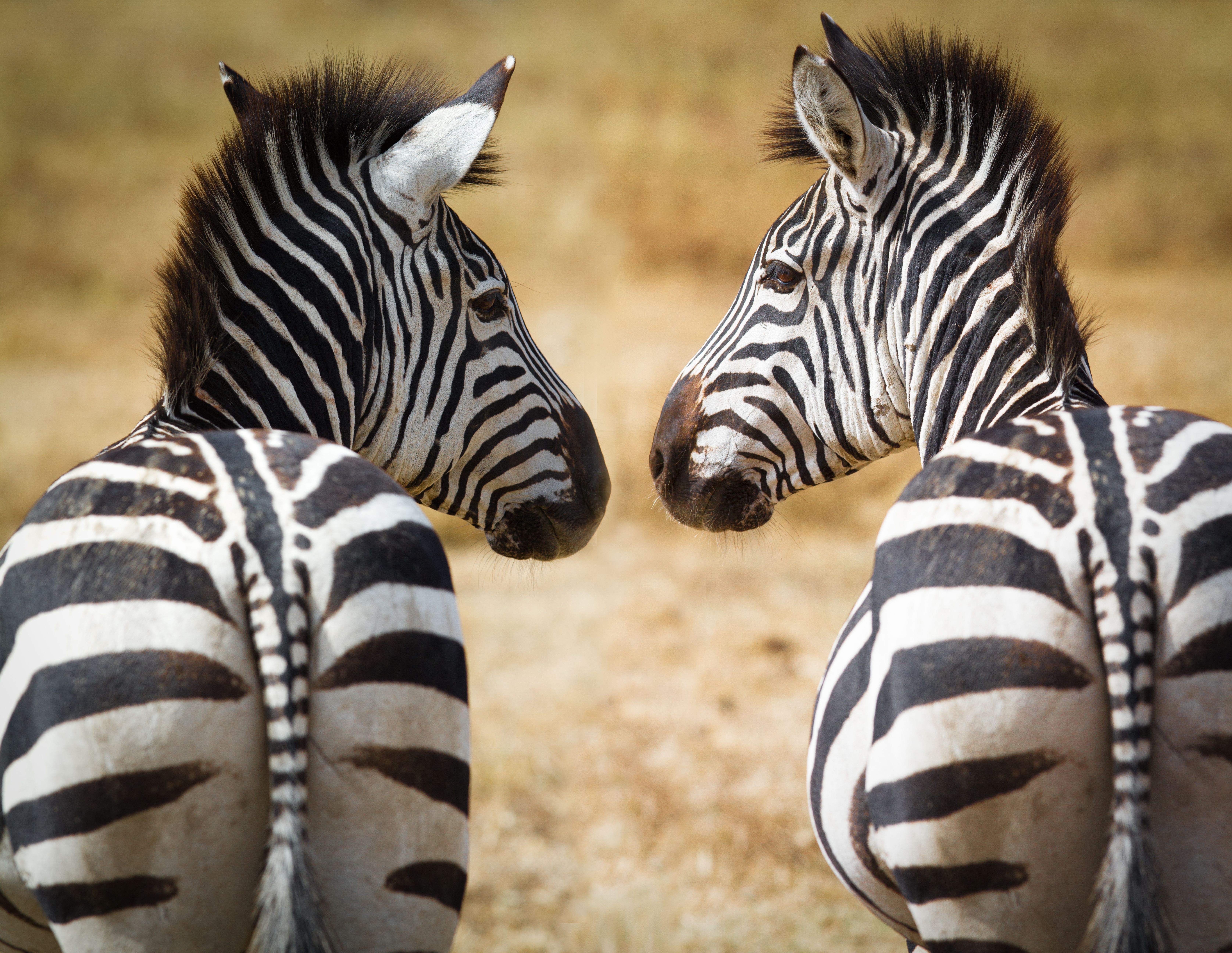 ΑΤΟΜΙΚΟ ΤΑΞΙΔΙ ΜΕ ΣΑΦΑΡΙ ΣΤΑ ΠΑΡΚΑ ΤΗΣ ΤΑΝΖΑΝΙΑΣ
